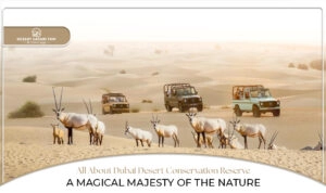 Dubai Desert Conservation Reserve | Dubai Desert Conservation Reserve activities Blog Banner By Dubai Desert Safari Trip